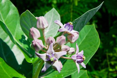 Mor taç çiçek (Calotropis giantea), tropikal çiçek ile siyah karıncalar