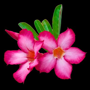 Desert Rose Impala Lily alay Azalea izole siyah