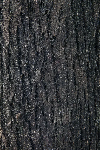 Casca de árvore na natureza para textura e fundo — Fotografia de Stock