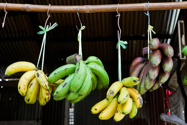 Unripe bananas and raw banana hanging on bamboo — Stock Photo, Image