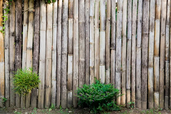 Cercas de bambú en zonas rurales y plantas — Foto de Stock