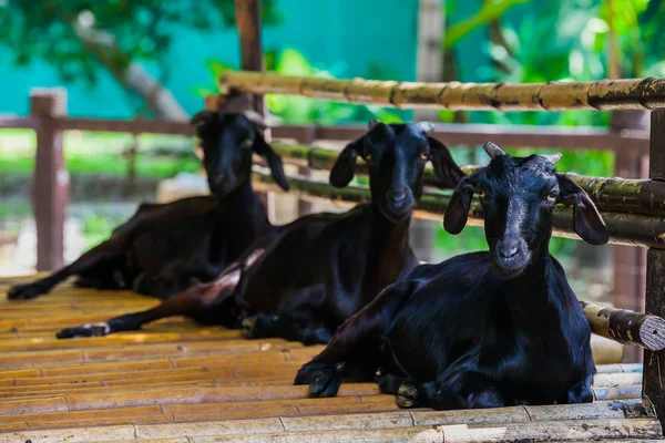 Den svarta geten som sitter på marken med andra geten — Stockfoto