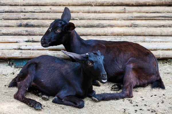 The black goat sitting on ground with other goat — Stock Photo, Image