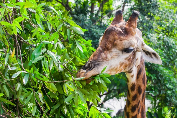 Giraffe eet bladeren van een boom in de natuur — Stockfoto