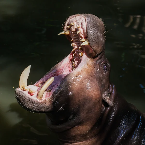 Yawning common hippopotamus in the water at zoo. — Stock Photo, Image