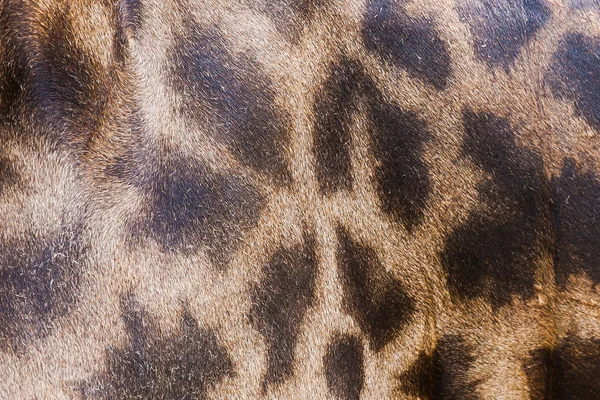 Genuine leather skin of Giraffe for background and texture — Stock Photo, Image