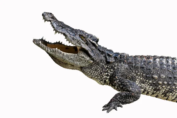 Krokodyle spoczywa na ziemi izolować na białym tle — Zdjęcie stockowe