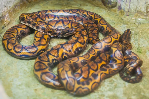Royal Python eller Kungspyton (Python regius) i djurparken — Stockfoto