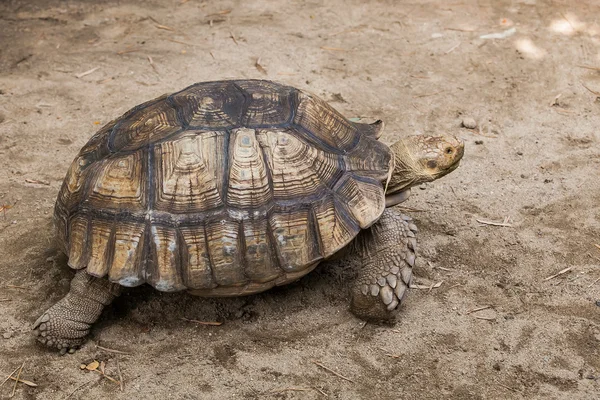 Öknen sköldpadda på groundisolated natur bakgrund — Stockfoto