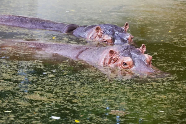 Deux hippopotames communs dans l'eau à un point d'eau — Photo