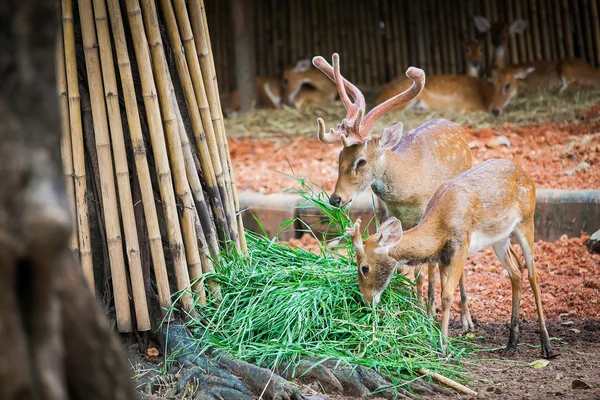 Sumantran Serow A species of goat-antelope native to mountain — Stock Photo, Image