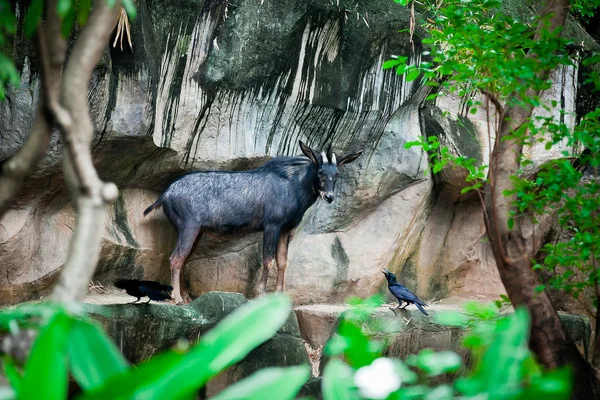 Sumantran Serow A species of goat-antelope native to mountain — Stock Photo, Image