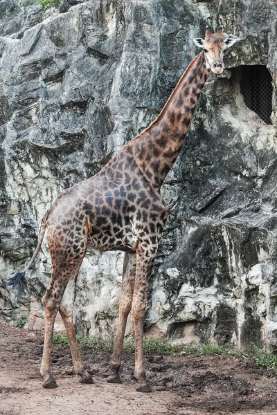 Sumantran bosgems A soorten voor geit-antelope native naar berg — Stockfoto