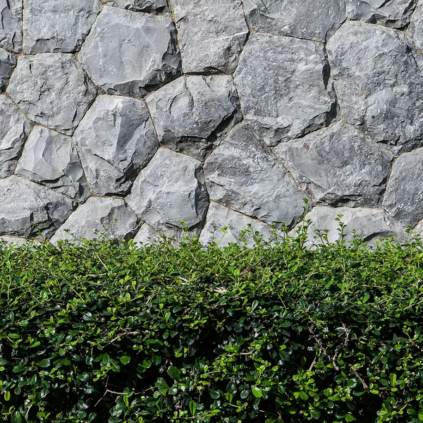 Pared de piedra y arbusto para fondo y textura — Foto de Stock