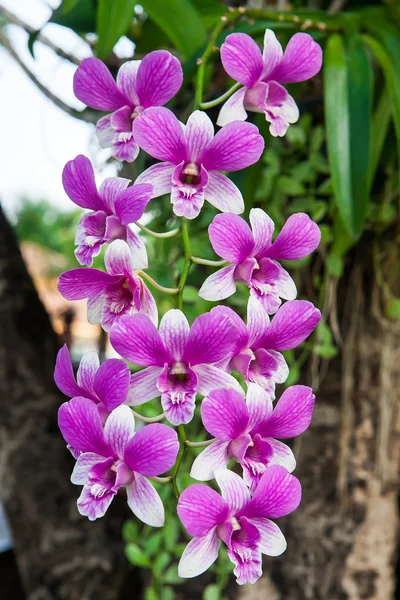 Фіолетові орхідеї на дереві в саду — стокове фото