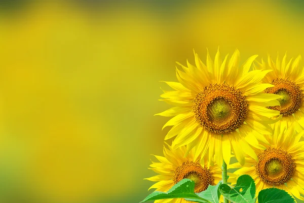 Декоративний розмитий жовтий фон з красивим соняшником — стокове фото