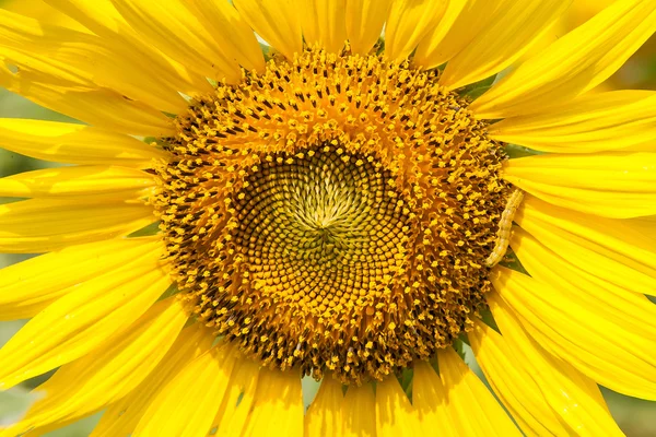 Крупним планом соняшник і робочий фон черв'ячної природи — стокове фото