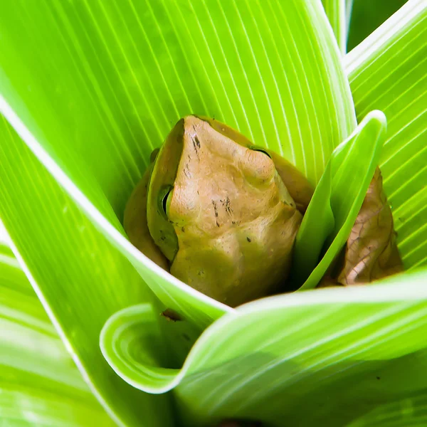 Gouden boomkikker of dwerg kikkerbillen in blad — Stockfoto