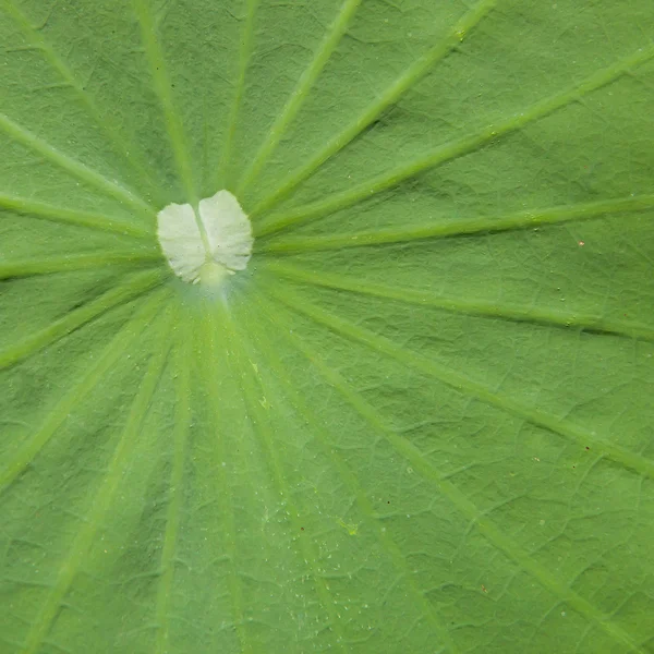 Close up of a lotus leaf in nature — Stock Photo, Image