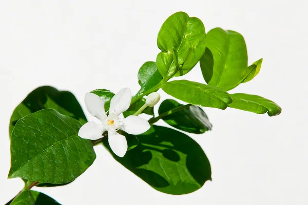 close up white gardenia flower in garden on white background