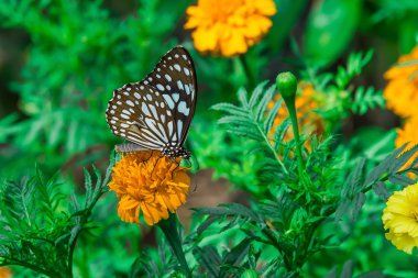 kadife çiçeği Çiçek Bahçe ile kelebek Monarch