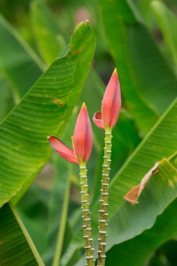 Güzel muz Pembe çiçek doğa Bahçe