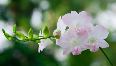 Güzel orkide cins ağaç doğa Garden
