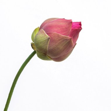 Beyaz arka plan üzerinde güzel pembe lotus çiçeği