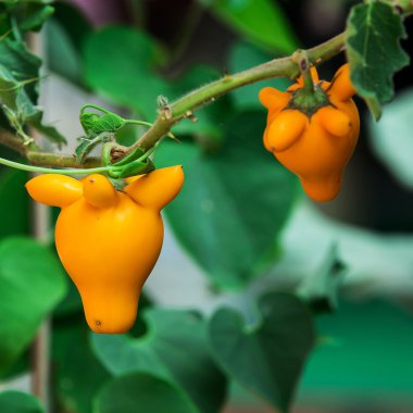 Solanum mammosum bitki doğa üzerinde sarı