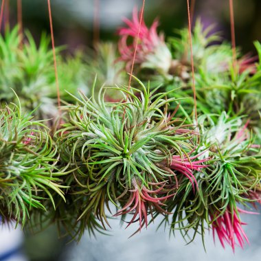 cins Bromeliad asarak bahçesinde renkli.