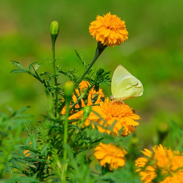 Borboleta monarca com flor de calêndula no jardim — Fotografia de Stock