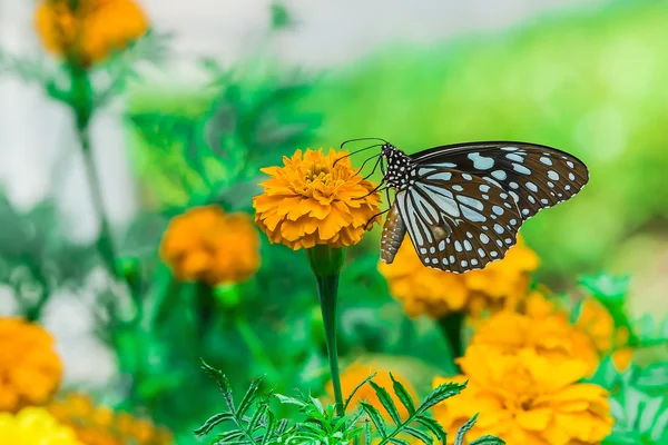 Papillon monarque avec fleur de souci dans le jardin — Photo