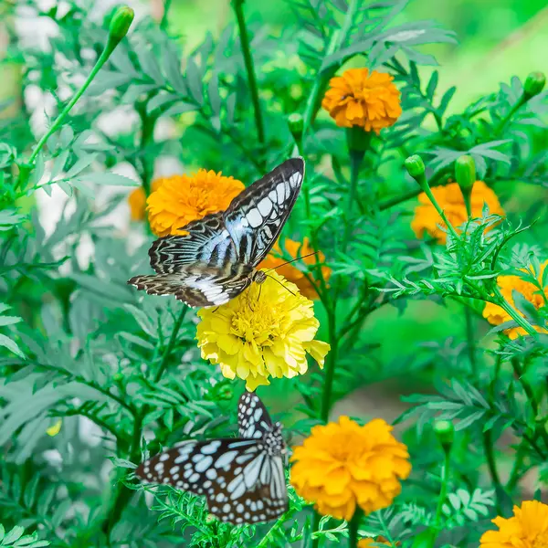 Mariposa monarca con flor de caléndula en el jardín — Foto de Stock