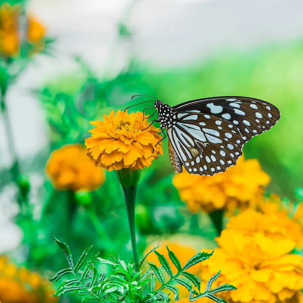 Uralkodó pillangó körömvirág virág a kertben — Stock Fotó