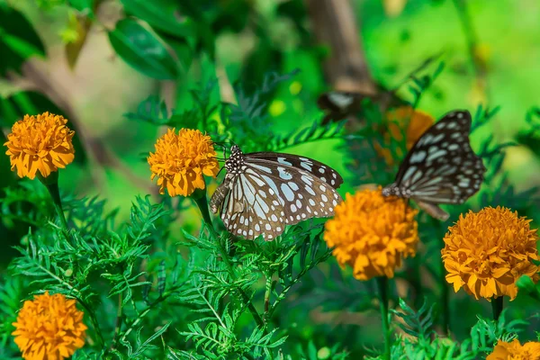 Mariposa monarca con flor de caléndula en el jardín — Foto de Stock