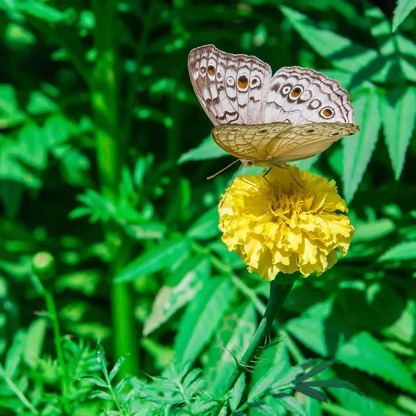 Papillon monarque avec fleur de souci dans le jardin — Photo