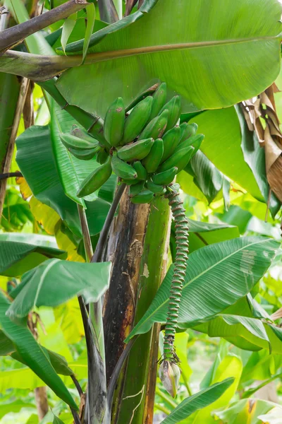 Unripe bananas in the jungle close up — Stock Photo, Image