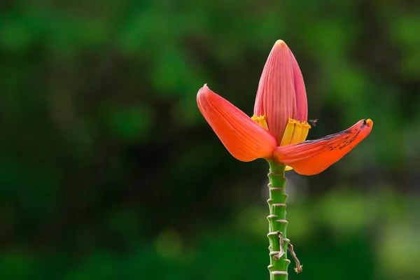 Hermosa flor de plátano rosa en el jardín naturaleza —  Fotos de Stock