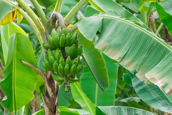 Unripe bananas in the jungle close up — Stock Photo, Image