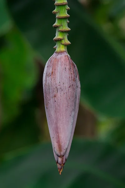 Banana Flower on banana tree in nature — Stock Photo, Image