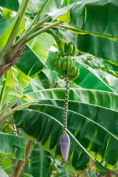 Banana Flower on banana tree in nature — Stock Photo, Image