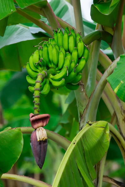 Banana Flower on banana tree in nature — Stock Photo, Image