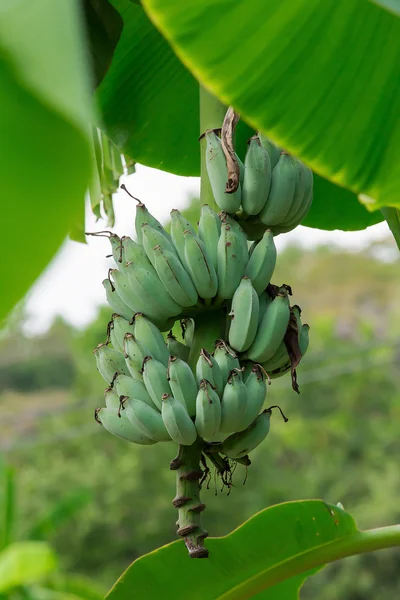 Onrijpe bananen in de jungle van dichtbij — Stockfoto