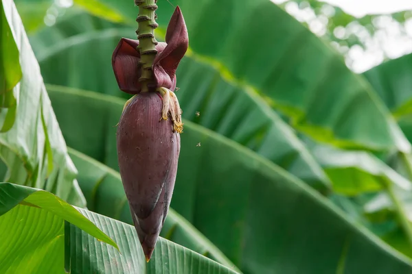 Banana Flower on banana tree in nature — Stock Photo, Image