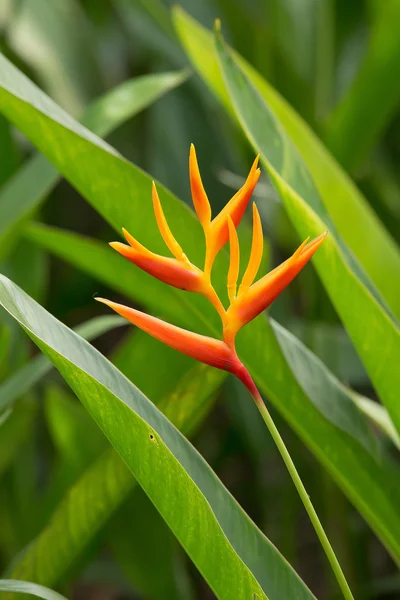 Oiseau orange fleur paradis aux feuilles vertes — Photo