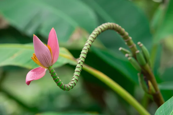 Beautiful banana flower pink in nature garden — Stock Photo, Image
