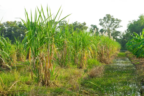 Şeker kamışı ekimi copys ile kırsal arka planda — Stok fotoğraf