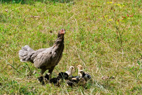 Närbild av en mamma kyckling med sina bebis kycklingar i gräs — Stockfoto