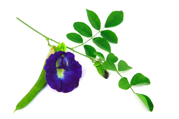 Butterfly Pea está calificado para ser un antioxidante. Guisante de mariposa t — Foto de Stock