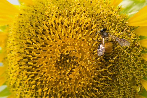 Primer plano girasol y abeja de trabajo naturaleza fondo —  Fotos de Stock